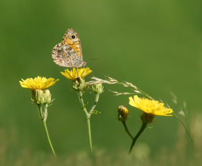 <i class='fa fa-user'></i>&nbsp;Jurgen Maassen&nbsp;|  Argusvlinder&nbsp; <i class='fa fa-eye'>&nbsp;105</i> &nbsp;<i class='fa fa-thumbs-up'>&nbsp;8</i> &nbsp; <i class='fa fa-comment-o'>&nbsp;5</i>