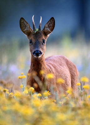 <i class='fa fa-user'></i>&nbsp;robert-jan&nbsp;|  Ree&nbsp; <i class='fa fa-eye'>&nbsp;107</i> &nbsp;<i class='fa fa-thumbs-up'>&nbsp;7</i> &nbsp; <i class='fa fa-comment-o'>&nbsp;8</i>