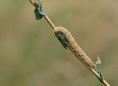 <i class='fa fa-user'></i>&nbsp;Ad Sprang&nbsp;|  Kompassla-uil&nbsp; <i class='fa fa-eye'>&nbsp;70</i> &nbsp;<i class='fa fa-thumbs-up'>&nbsp;2</i> &nbsp; <i class='fa fa-comment-o'>&nbsp;4</i>