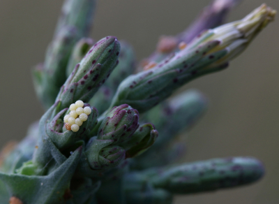 <i class='fa fa-user'></i>&nbsp;Ad Sprang&nbsp;|  Kompassla-uil&nbsp; <i class='fa fa-eye'>&nbsp;91</i> &nbsp;<i class='fa fa-thumbs-up'>&nbsp;5</i> &nbsp; <i class='fa fa-comment-o'>&nbsp;7</i>