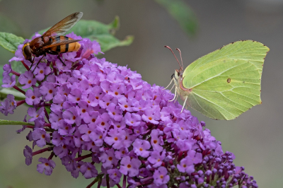 <i class='fa fa-user'></i>&nbsp;Johan van Gurp&nbsp;|  Citroenvlinder&nbsp; <i class='fa fa-eye'>&nbsp;61</i> &nbsp;<i class='fa fa-thumbs-up'>&nbsp;1</i> &nbsp; <i class='fa fa-comment-o'>&nbsp;2</i>