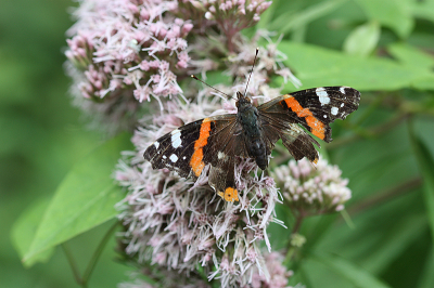 <i class='fa fa-user'></i>&nbsp;Paul Vandebroek&nbsp;|  Atalanta&nbsp; <i class='fa fa-eye'>&nbsp;65</i> &nbsp;<i class='fa fa-thumbs-up'>&nbsp;1</i> &nbsp; <i class='fa fa-comment-o'>&nbsp;5</i>