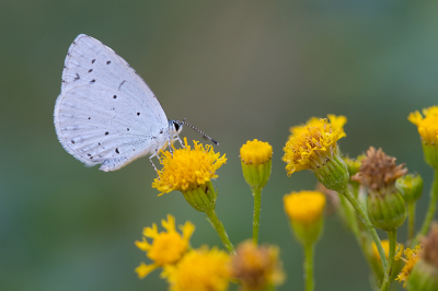 <i class='fa fa-user'></i>&nbsp;Willem Verhagen&nbsp;|  Boomblauwtje&nbsp; <i class='fa fa-eye'>&nbsp;64</i> &nbsp;<i class='fa fa-thumbs-up'>&nbsp;2</i> &nbsp; <i class='fa fa-comment-o'>&nbsp;1</i>