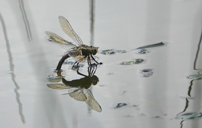 <i class='fa fa-user'></i>&nbsp;nelappelmelk&nbsp;|  Grote Keizerlibel&nbsp; <i class='fa fa-eye'>&nbsp;63</i> &nbsp;<i class='fa fa-thumbs-up'>&nbsp;2</i> &nbsp; <i class='fa fa-comment-o'>&nbsp;2</i>