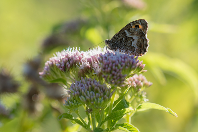 <i class='fa fa-user'></i>&nbsp;Willem Verhagen&nbsp;|  Heivlinder&nbsp; <i class='fa fa-eye'>&nbsp;74</i> &nbsp;<i class='fa fa-thumbs-up'>&nbsp;2</i> &nbsp; <i class='fa fa-comment-o'>&nbsp;7</i>