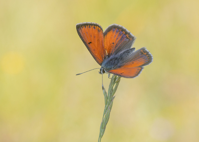 <i class='fa fa-user'></i>&nbsp;Tom&nbsp;|  Rode Vuurvlinder&nbsp; <i class='fa fa-eye'>&nbsp;77</i> &nbsp;<i class='fa fa-thumbs-up'>&nbsp;2</i> &nbsp; <i class='fa fa-comment-o'>&nbsp;1</i>