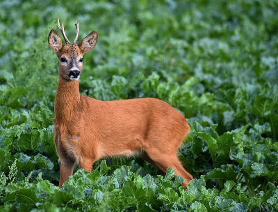 <i class='fa fa-user'></i>&nbsp;robert-jan&nbsp;|  Ree&nbsp; <i class='fa fa-eye'>&nbsp;93</i> &nbsp; <i class='fa fa-comment-o'>&nbsp;2</i>