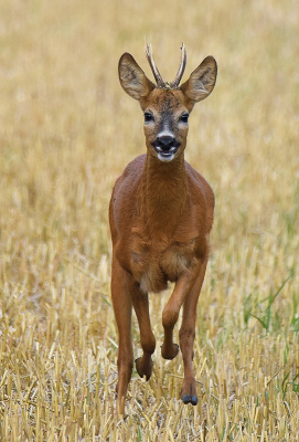 <i class='fa fa-user'></i>&nbsp;robert-jan&nbsp;|  Ree&nbsp; <i class='fa fa-eye'>&nbsp;117</i> &nbsp;<i class='fa fa-thumbs-up'>&nbsp;8</i> &nbsp; <i class='fa fa-comment-o'>&nbsp;5</i>