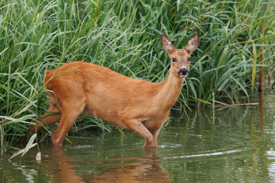Tijdens een wandeling in de Schammer (Leusden, nabij Amersfoort) werd ik verrast door dit ree dat -vanuit het riet- het water in liep om te pootje baden. En even te poseren voor mijn camera.  Erg dicht bij, het ree hoorde mijn camera - keek mij aan en draaide zich langzaam om om terug te keren in het riet. Eeen mooie waarneming.
