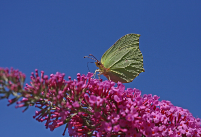 <i class='fa fa-user'></i>&nbsp;Cor&nbsp;|  Citroenvlinder&nbsp; <i class='fa fa-eye'>&nbsp;55</i> &nbsp;<i class='fa fa-thumbs-up'>&nbsp;2</i> &nbsp; <i class='fa fa-comment-o'>&nbsp;4</i>