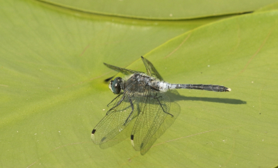 <i class='fa fa-user'></i>&nbsp;honderwa&nbsp;|  Oostelijke Witsnuitlibel&nbsp; <i class='fa fa-eye'>&nbsp;61</i> &nbsp;<i class='fa fa-thumbs-up'>&nbsp;1</i> &nbsp; <i class='fa fa-comment-o'>&nbsp;1</i>