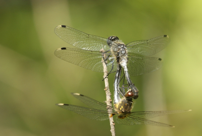 <i class='fa fa-user'></i>&nbsp;honderwa&nbsp;|  Oostelijke Witsnuitlibel&nbsp; <i class='fa fa-eye'>&nbsp;58</i> &nbsp; <i class='fa fa-comment-o'>&nbsp;2</i>