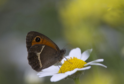 <i class='fa fa-user'></i>&nbsp;F.Koopman&nbsp;|  Spaans Oranje Zandoogje&nbsp; <i class='fa fa-eye'>&nbsp;71</i> &nbsp;<i class='fa fa-thumbs-up'>&nbsp;2</i> &nbsp; <i class='fa fa-comment-o'>&nbsp;4</i>