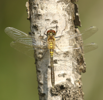 <i class='fa fa-user'></i>&nbsp;honderwa&nbsp;|  Oostelijke Witsnuitlibel&nbsp; <i class='fa fa-eye'>&nbsp;66</i> &nbsp;<i class='fa fa-thumbs-up'>&nbsp;1</i> &nbsp; <i class='fa fa-comment-o'>&nbsp;3</i>