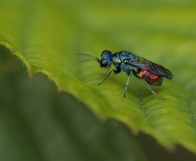 <i class='fa fa-user'></i>&nbsp;janvangastel&nbsp;|  Gewone Goudwesp&nbsp; <i class='fa fa-eye'>&nbsp;82</i> &nbsp;<i class='fa fa-thumbs-up'>&nbsp;6</i> &nbsp; <i class='fa fa-comment-o'>&nbsp;8</i>