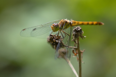 <i class='fa fa-user'></i>&nbsp;Willem Verhagen&nbsp;|  Bruinrode Heidelibel&nbsp; <i class='fa fa-eye'>&nbsp;54</i> &nbsp;<i class='fa fa-thumbs-up'>&nbsp;2</i> &nbsp; <i class='fa fa-comment-o'>&nbsp;3</i>