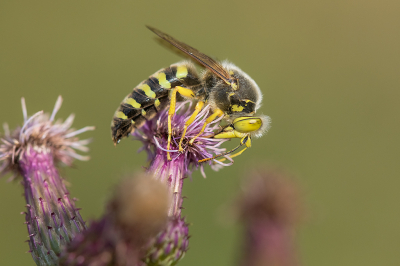 <i class='fa fa-user'></i>&nbsp;Willem Verhagen&nbsp;|  Harkwesp&nbsp; <i class='fa fa-eye'>&nbsp;84</i> &nbsp;<i class='fa fa-thumbs-up'>&nbsp;5</i> &nbsp; <i class='fa fa-comment-o'>&nbsp;6</i>