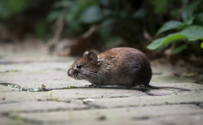 <i class='fa fa-user'></i>&nbsp;Bert Ooms&nbsp;|  Rosse Woelmuis&nbsp; <i class='fa fa-eye'>&nbsp;106</i> &nbsp;<i class='fa fa-thumbs-up'>&nbsp;7</i> &nbsp; <i class='fa fa-comment-o'>&nbsp;5</i>