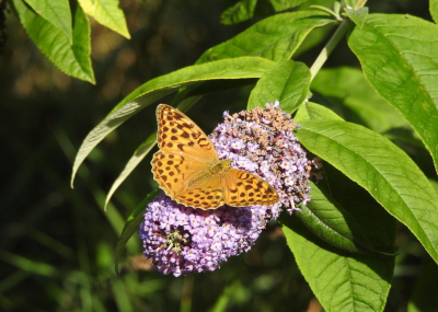 <i class='fa fa-user'></i>&nbsp;Jovanzo&nbsp;|  Keizersmantel&nbsp; <i class='fa fa-eye'>&nbsp;85</i> &nbsp;<i class='fa fa-thumbs-up'>&nbsp;3</i> &nbsp; <i class='fa fa-comment-o'>&nbsp;5</i>