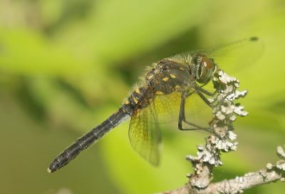 <i class='fa fa-user'></i>&nbsp;honderwa&nbsp;|  Oostelijke Witsnuitlibel&nbsp; <i class='fa fa-eye'>&nbsp;63</i> &nbsp;<i class='fa fa-thumbs-up'>&nbsp;1</i> &nbsp; <i class='fa fa-comment-o'>&nbsp;2</i>