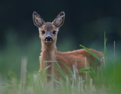 <i class='fa fa-user'></i>&nbsp;robert-jan&nbsp;|  Ree&nbsp; <i class='fa fa-eye'>&nbsp;94</i> &nbsp;<i class='fa fa-thumbs-up'>&nbsp;1</i> &nbsp; <i class='fa fa-comment-o'>&nbsp;4</i>