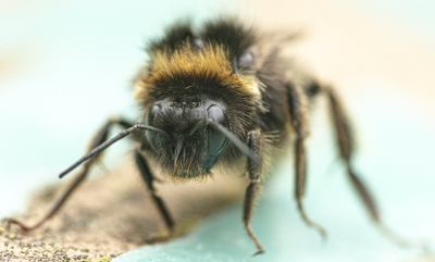 <i class='fa fa-user'></i>&nbsp;ErnovanDoorn&nbsp;|  Aardhommel&nbsp; <i class='fa fa-eye'>&nbsp;69</i> &nbsp; <i class='fa fa-comment-o'>&nbsp;5</i>