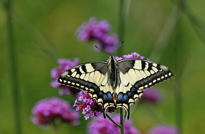 <i class='fa fa-user'></i>&nbsp;nelappelmelk&nbsp;|  Koninginnenpage&nbsp; <i class='fa fa-eye'>&nbsp;89</i> &nbsp;<i class='fa fa-thumbs-up'>&nbsp;6</i> &nbsp; <i class='fa fa-comment-o'>&nbsp;8</i>