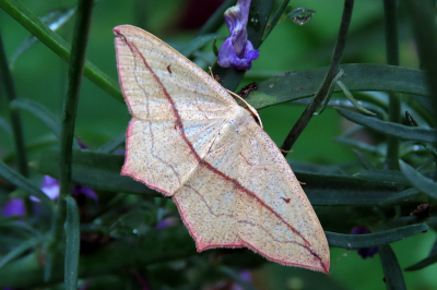 <i class='fa fa-user'></i>&nbsp;A. Soeting&nbsp;|  Lieveling&nbsp; <i class='fa fa-eye'>&nbsp;70</i> &nbsp; <i class='fa fa-comment-o'>&nbsp;7</i>