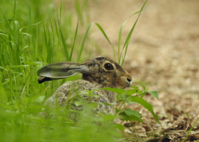 <i class='fa fa-user'></i>&nbsp;Jovanzo&nbsp;|  Haas&nbsp; <i class='fa fa-eye'>&nbsp;80</i> &nbsp;<i class='fa fa-thumbs-up'>&nbsp;2</i> &nbsp; <i class='fa fa-comment-o'>&nbsp;3</i>