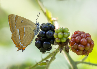 <i class='fa fa-user'></i>&nbsp;Tom&nbsp;|  Sleedoornpage&nbsp; <i class='fa fa-eye'>&nbsp;143</i> &nbsp;<i class='fa fa-thumbs-up'>&nbsp;12</i> &nbsp; <i class='fa fa-comment-o'>&nbsp;10</i>