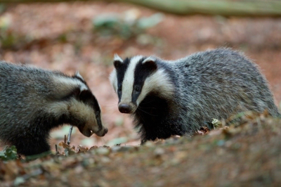 <i class='fa fa-user'></i>&nbsp;jeb&nbsp;|  Das&nbsp; <i class='fa fa-eye'>&nbsp;148</i> &nbsp;<i class='fa fa-thumbs-up'>&nbsp;6</i> &nbsp; <i class='fa fa-comment-o'>&nbsp;9</i>