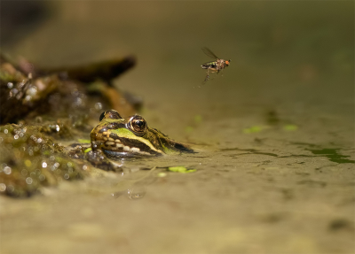 <i class='fa fa-user'></i>&nbsp;Jurgen Maassen&nbsp;|  Groene Kikker sp.&nbsp; <i class='fa fa-eye'>&nbsp;102</i> &nbsp;<i class='fa fa-thumbs-up'>&nbsp;3</i> &nbsp; <i class='fa fa-comment-o'>&nbsp;6</i>