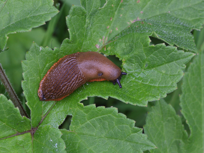 <i class='fa fa-user'></i>&nbsp;Ad Sprang&nbsp;|  Rode Wegslak&nbsp; <i class='fa fa-eye'>&nbsp;58</i> &nbsp; <i class='fa fa-comment-o'>&nbsp;2</i>