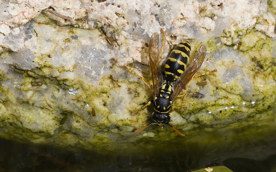 <i class='fa fa-user'></i>&nbsp;Ties Niehof&nbsp;|  Franse Veldwesp&nbsp; <i class='fa fa-eye'>&nbsp;72</i> &nbsp; <i class='fa fa-comment-o'>&nbsp;3</i>