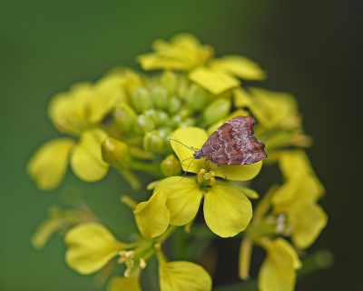 <i class='fa fa-user'></i>&nbsp;Cor&nbsp;|  Vijgenskeletteermot&nbsp; <i class='fa fa-eye'>&nbsp;66</i> &nbsp;<i class='fa fa-thumbs-up'>&nbsp;1</i> &nbsp; <i class='fa fa-comment-o'>&nbsp;7</i>