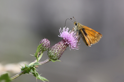 <i class='fa fa-user'></i>&nbsp;Paul Vandebroek&nbsp;|  Groot Dikkopje&nbsp; <i class='fa fa-eye'>&nbsp;62</i> &nbsp; <i class='fa fa-comment-o'>&nbsp;5</i>