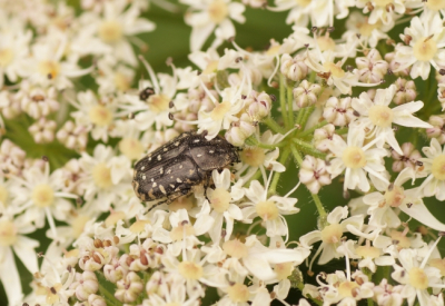 <i class='fa fa-user'></i>&nbsp;Jelle Bakker&nbsp;|  Rouwende Gouden Tor&nbsp; <i class='fa fa-eye'>&nbsp;61</i> &nbsp; <i class='fa fa-comment-o'>&nbsp;0</i>