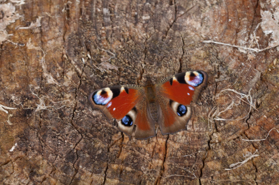 <i class='fa fa-user'></i>&nbsp;Adri Gr Nuelend&nbsp;|  Dagpauwoog&nbsp; <i class='fa fa-eye'>&nbsp;77</i> &nbsp;<i class='fa fa-thumbs-up'>&nbsp;1</i> &nbsp; <i class='fa fa-comment-o'>&nbsp;7</i>