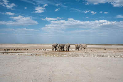 <i class='fa fa-user'></i>&nbsp;harrie69&nbsp;|  Afrikaanse Olifant&nbsp; <i class='fa fa-eye'>&nbsp;109</i> &nbsp;<i class='fa fa-thumbs-up'>&nbsp;1</i> &nbsp; <i class='fa fa-comment-o'>&nbsp;3</i>