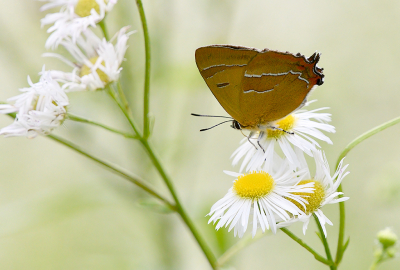 <i class='fa fa-user'></i>&nbsp;josephine&nbsp;|  Sleedoornpage&nbsp; <i class='fa fa-eye'>&nbsp;82</i> &nbsp;<i class='fa fa-thumbs-up'>&nbsp;2</i> &nbsp; <i class='fa fa-comment-o'>&nbsp;5</i>