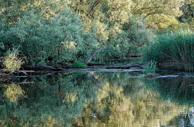 <i class='fa fa-user'></i>&nbsp;nelappelmelk&nbsp;|  Varen in de Biesbosch&nbsp; <i class='fa fa-eye'>&nbsp;94</i> &nbsp; <i class='fa fa-comment-o'>&nbsp;3</i>