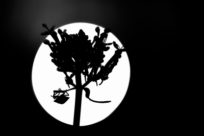 <i class='fa fa-user'></i>&nbsp;Sophie&nbsp;|  Groene Schildwants&nbsp; <i class='fa fa-eye'>&nbsp;73</i> &nbsp;<i class='fa fa-thumbs-up'>&nbsp;1</i> &nbsp; <i class='fa fa-comment-o'>&nbsp;2</i>