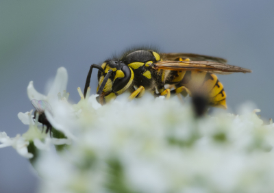 <i class='fa fa-user'></i>&nbsp;ErnovanDoorn&nbsp;|  Duitse Wesp&nbsp; <i class='fa fa-eye'>&nbsp;58</i> &nbsp; <i class='fa fa-comment-o'>&nbsp;2</i>