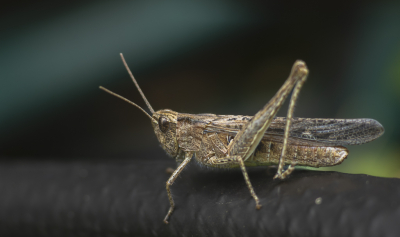 <i class='fa fa-user'></i>&nbsp;ErnovanDoorn&nbsp;|  Bruine Sprinkhaan&nbsp; <i class='fa fa-eye'>&nbsp;60</i> &nbsp;<i class='fa fa-thumbs-up'>&nbsp;1</i> &nbsp; <i class='fa fa-comment-o'>&nbsp;2</i>