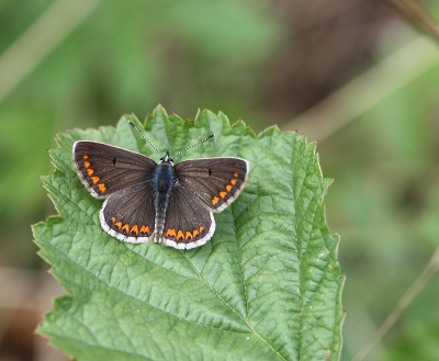 <i class='fa fa-user'></i>&nbsp;Paul Vandebroek&nbsp;|  Bruin Blauwtje&nbsp; <i class='fa fa-eye'>&nbsp;70</i> &nbsp;<i class='fa fa-thumbs-up'>&nbsp;2</i> &nbsp; <i class='fa fa-comment-o'>&nbsp;5</i>