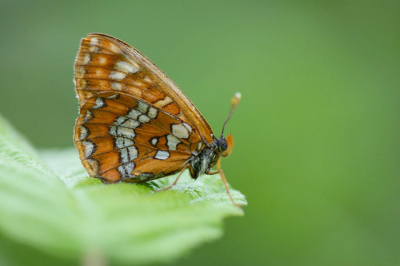 <i class='fa fa-user'></i>&nbsp;F.Koopman&nbsp;|  Roodbonte Parelmoervlinder&nbsp; <i class='fa fa-eye'>&nbsp;95</i> &nbsp; <i class='fa fa-comment-o'>&nbsp;1</i>