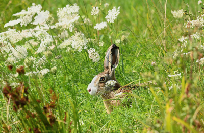 <i class='fa fa-user'></i>&nbsp;Eric Gibcus&nbsp;|  Haas&nbsp; <i class='fa fa-eye'>&nbsp;80</i> &nbsp; <i class='fa fa-comment-o'>&nbsp;2</i>