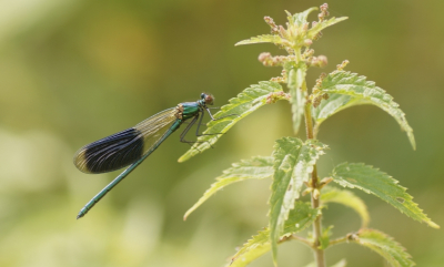 <i class='fa fa-user'></i>&nbsp;Jelle Bakker&nbsp;|  Weidebeekjuffer&nbsp; <i class='fa fa-eye'>&nbsp;46</i> &nbsp; <i class='fa fa-comment-o'>&nbsp;1</i>