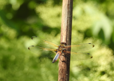 <i class='fa fa-user'></i>&nbsp;Jovanzo&nbsp;|  Bruine Korenbout&nbsp; <i class='fa fa-eye'>&nbsp;54</i> &nbsp;<i class='fa fa-thumbs-up'>&nbsp;1</i> &nbsp; <i class='fa fa-comment-o'>&nbsp;3</i>