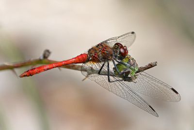 <i class='fa fa-user'></i>&nbsp;nelappelmelk&nbsp;|  Bloedrode Heidelibel&nbsp; <i class='fa fa-eye'>&nbsp;63</i> &nbsp;<i class='fa fa-thumbs-up'>&nbsp;2</i> &nbsp; <i class='fa fa-comment-o'>&nbsp;4</i>